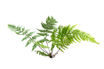 fern leaf leaves isolated on transparent background PNG file - obrazy, fototapety, plakaty