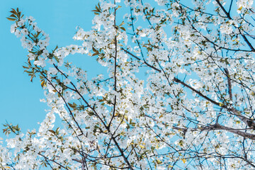Gałęzie kwitnące jak w Japonii - drzewa wiśni - owocowe drzewo - obrazy, fototapety, plakaty