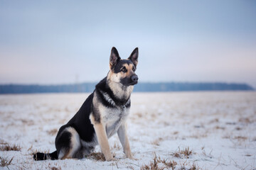 dog in the snow. East european shepherd outdoors in winter 