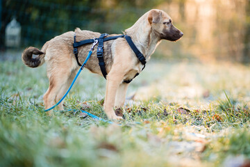Hund seitlich mit Leine