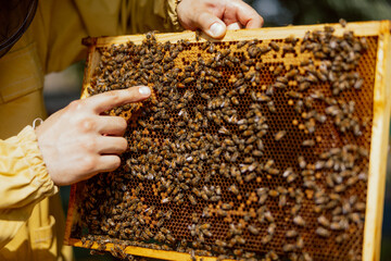 Close up shot of frame with honeyconb and bees on it. Man's finge pointing at frame in apiary....