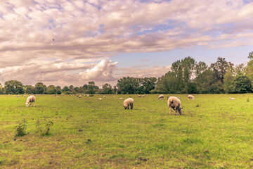 Lacock - May 29 2022: Sheep in the countryside in the old rural town of Lacock, England.