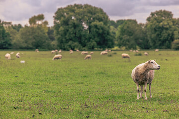 Obraz premium Lacock - May 29 2022: Sheep in the countryside in the old rural town of Lacock, England.