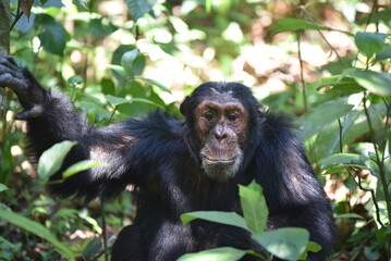 chimpanzee in Mahale National Park Tanzania