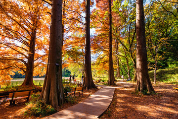 東京　秋の石神井公園