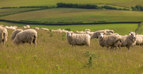 Naklejka na ściany i meble Cornwall - May 30 2022: Sheep in the the fields of Cornwall, England.