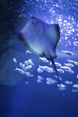 Raie manta aquarium © Dédé Anyoh