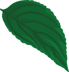 illustration of a detailed green plant leaf