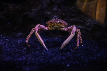 Crabe gros plan