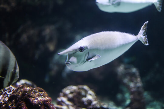 Poisson rigolo Naso annulatus