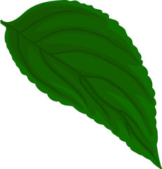 illustration of a detailed green plant leaf