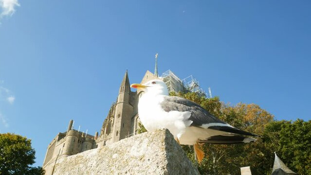 Seagull pearched on a stone at the famous medieval Mont Saint Michel, Normandy, France. The gothic abbey is on the background, with blue sky.