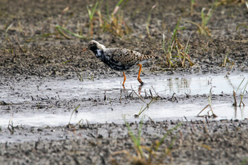 Batalion na wiosennym rozlewisku © Michał Kurzątkowski