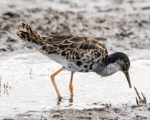 Batalion na wiosennym rozlewisku © Michał Kurzątkowski