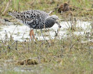Batalion na wiosennym rozlewisku © Michał Kurzątkowski