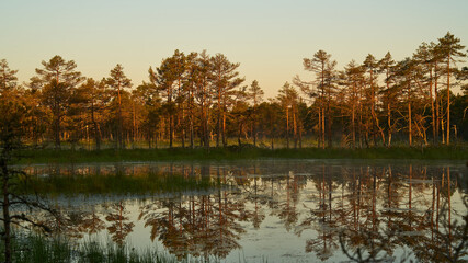 sunrise dawn on the swamp. Reflections of trees in lakes. Sunset, warm light and fog. Viru swamps Estonia