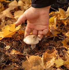 An edible mushroom in the hand of a man in a forest