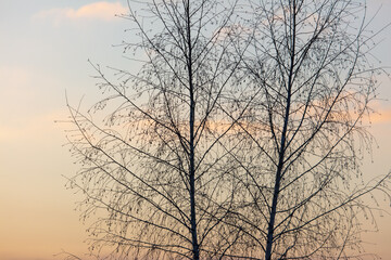 Fototapeta na wymiar Bare tree branches in winter at sunset.