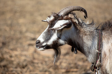 Portrait of a goat on a farm.