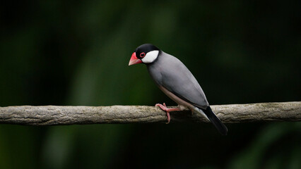 The close up of Java sparrow on a tree branch.