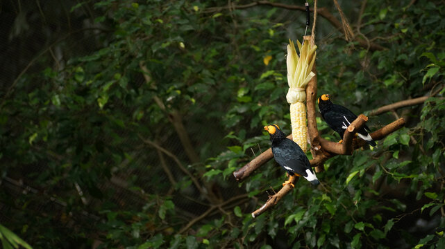 Two yellow-faced myna on the tree branch with corn in the green leaves background