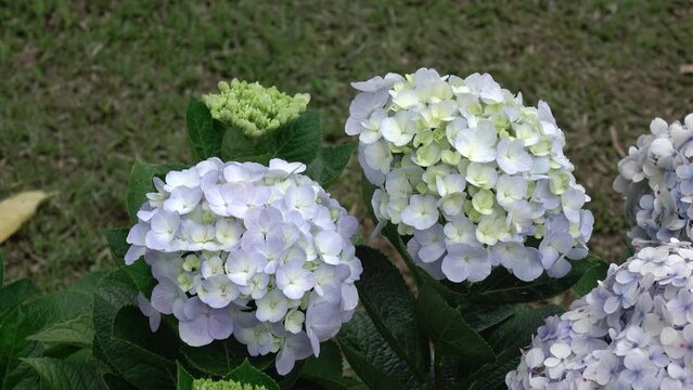 Hydrangea flowers blooming in garden 