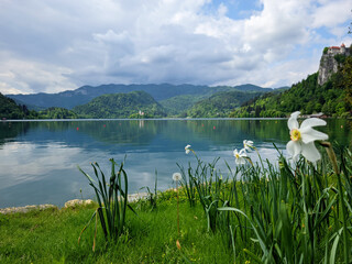 Scenic view. landscape with lake Bled, Slovenia.  And Alps mountains. Spring vacation. Field of white flowers