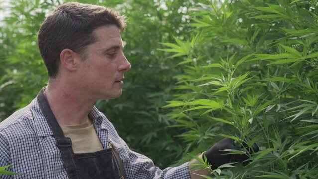 Male cannabis farmer working at his cannabis farm checking the health of his plant and recording the result on his notepad