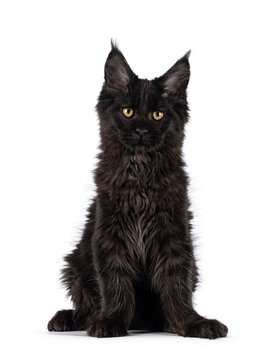 Black solid Maine Coon cat kitten, sitting up facing front. Looking towards camera. Isolated on white background.