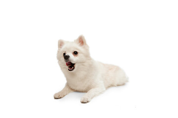 Portrait of cute white Pomeranian spitz posing, lying on floor and yawning isolated over white studio background