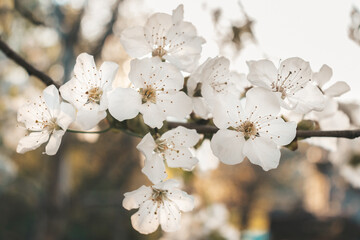 Kwiaty na drzewie - drzewa wiśni jak w Japonii - obrazy, fototapety, plakaty
