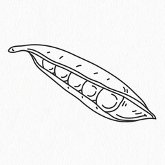 Fresh Green pea vegetable hand drawn line art. Vegetarian salad recipe design. vector illustration in flat style