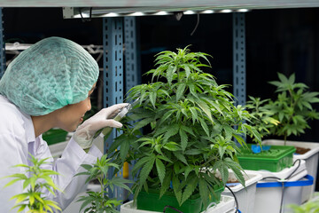 Women scientists care for cannabis plants, used pruning shears cut top of marijuana plants in a...
