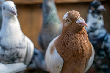 Bird market in istanbul. People trade birds, birds in hands, trapped birds, caged birds. Animal rights.