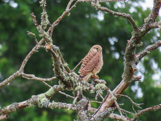 kestrel perched in an old tree with blurred green leaves in the background