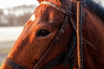 portrait of a horse