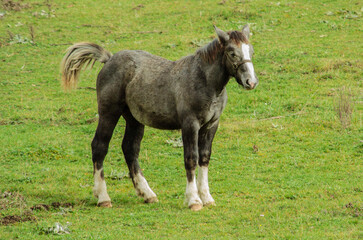 Obraz premium cheval gris au milieu du pré