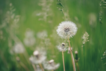Fluffy dandelion on a blurred green background. Selective focus. Beautiful spring nature background.