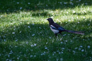 Macro shot of a Eurasian magpie perching on the grass