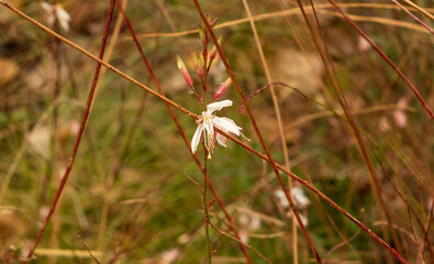 Honeysuckle white flower wilting on a bare vine.  The vines are brown and dying during the fall. A...