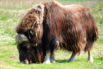 Musk ox in a meadow in Alaska, United States  