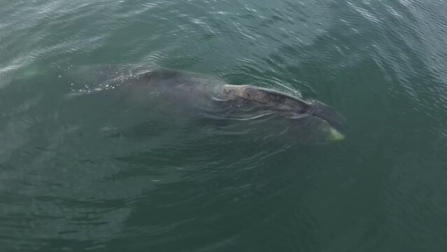 A huge whale emerges from under the water and breathes air.