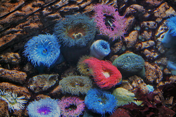 Colors undersea