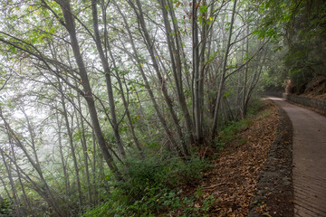 Fototapeta premium Sendero y bosque nuboso en el norte de Tenerife, Canarias