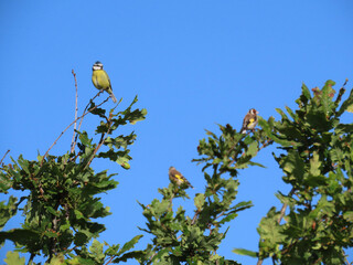 pretty blue tit perched in a tree with goldfinches and blue sky in the background