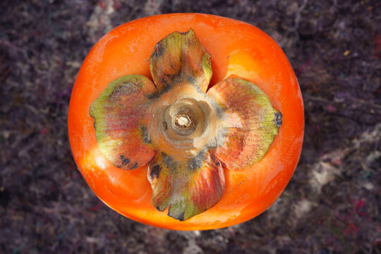 One orange persimmon with beautiful Gotti