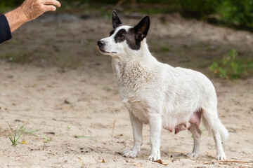 Homeless nursing mother dog on the street.Homeless dirty dog asks to eat from a man on the street.The concept of helping homeless animals.