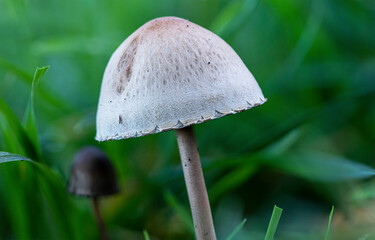 kleiner weißer Pilz vor grünem Hintergrund