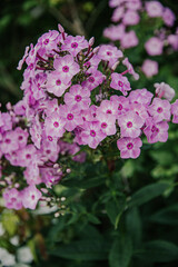 Pink Purple Hydrangea