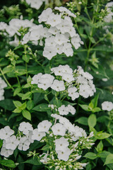 White Hydrangea 